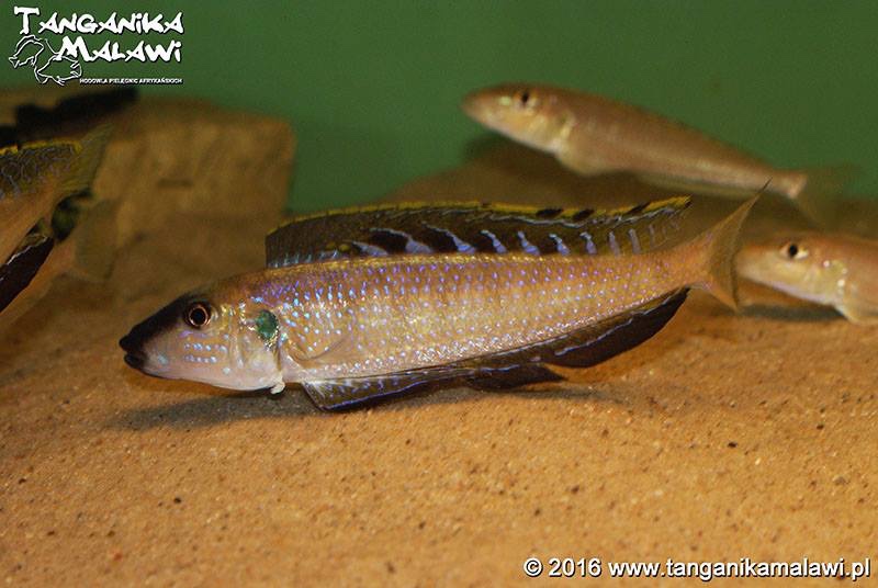 Enantiopus melanogenys 'Kombe'